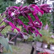 Salvia Love &amp; Wishes image