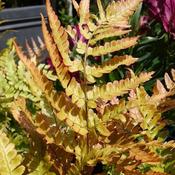 Dryopteris erythrosora image