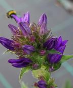 Campanula glom. 'Superba' image