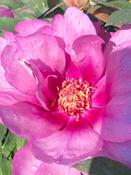 Paeonia itoh. 'First Arrival'