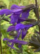 Salvia ‘Amazing Blue’ image