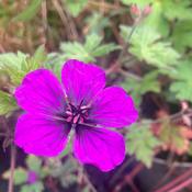 Geranium ‘Anne Thompson’ image