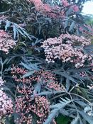 Sambucus nigra 'Black Lace' image