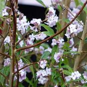 Daphne bholua  ‘Jacqueline Postill’ image