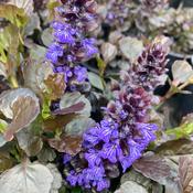 Ajuga 'Black Scallop' image