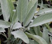 Sage image