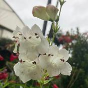 Penstemon ’White Bedder’ image