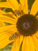 Rudbeckia f. v. sul.'Goldsturm image