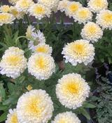 Leucanthemum 'Luna' ® image