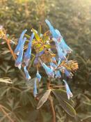 Corydalis
‘Porcelain
Blue'