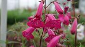 Penstemon 'Garnet' image