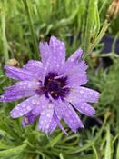 Catananche caerulea