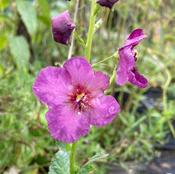 Verbascum ‘sugar Plum’ image