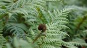 CYATHEA
AUSTRALIS image