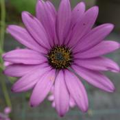 Osteospermum jucundum image