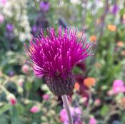 Cirsium riv ‘Trevor’s Blue Wonder’ image