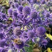Eryngium planum 'Blue Hobbit' 2 Litre Pot image