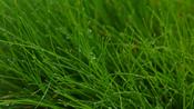 Deschampsia flex. 'Tatra Gold' image