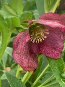 Helleborus ViV 'Victoria' image