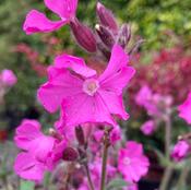 Silene ‘Rollie’s Favourite’ image