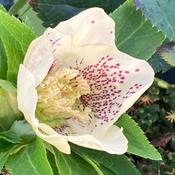 Helleborus orientalis ViV® Maeva image