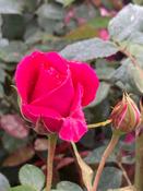 Rosa Pink Cloud Climbing Rose Pot Size 4.5L image
