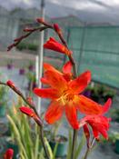 Crocosmia 'Emily McKenzie' image