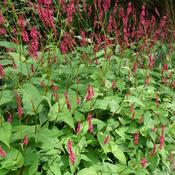 Periscaria amplexicaulis 'Orange Field' image