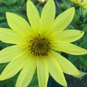 Helianthus 'lemon Queen' image