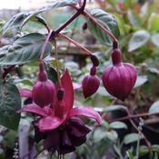 Fuchsia 'Blacky' image