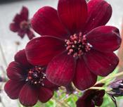 Cosmos ‘Chocamocha’ image