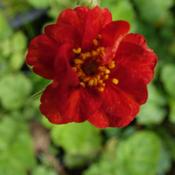 Geum 'Mrs Bradshaw' image