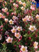 Saxifraga pixi Appleblossom image