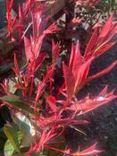 Photinia ‘Red Robin’ image