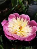 Paeonia 'Bowl of Beauty' image