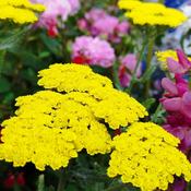 Achillea fill. 'Cloth of Gold' image