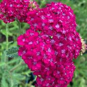 Achillea millefolium ‘Pink GrapeFruit’ image