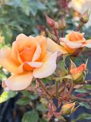 Rosa ‘Amber Sun’ image