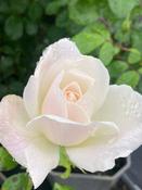 Rosa ‘Helga’ image