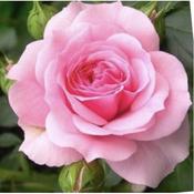 Rose 'Mum In A Million' image