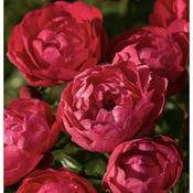 Rose 'Mothers Day' image