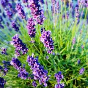 Lavandula Augustifolia 'Hidcote' image