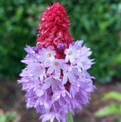 Primula Vialii image