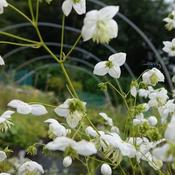 Thalictrum delavayi ‘Splendide White’ image