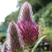 Trifolium Rubens image