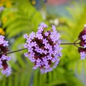 Verbena Bonariensis image