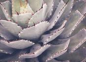 Cactus Mural