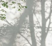 RW5199251A Tree Mural image