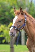 Nylon Foal Slip image