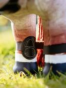Toy Pony Capella Boots Brown